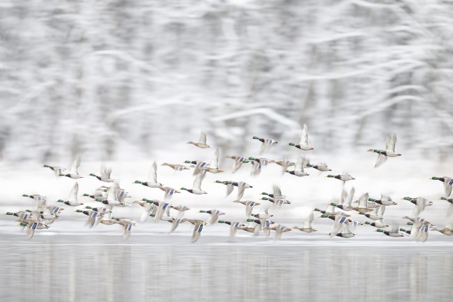 Ewa Przezdziecka, Ewa Przeździecka, wildlife photography