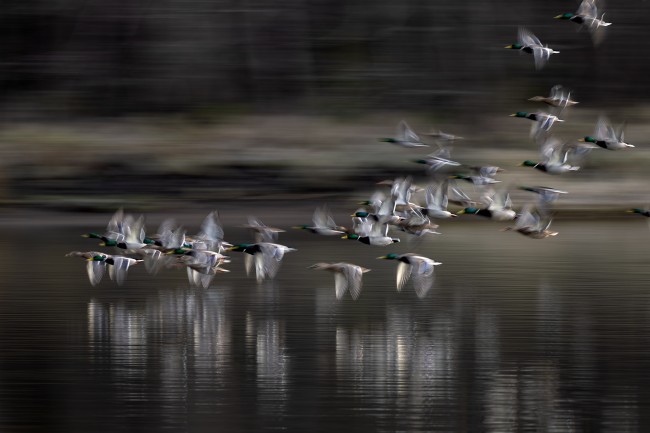 Ewa Przeździecka, Ewa Przezdziecka, photography, wildlife photographer