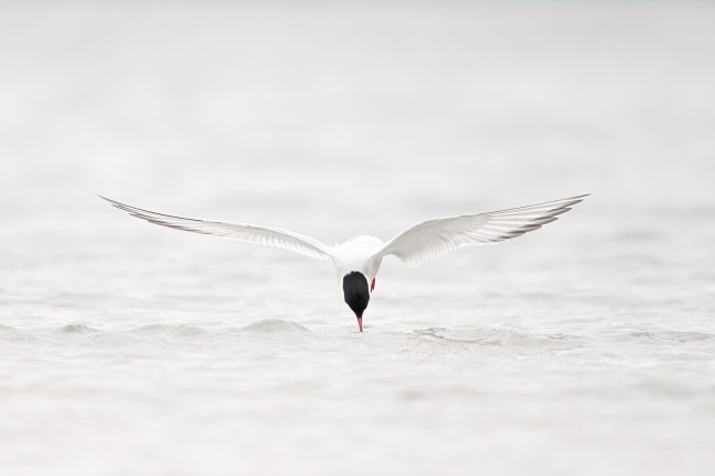 Ewa Przeździecka, Ewa Przezdziecka, photography, wildlife photographer